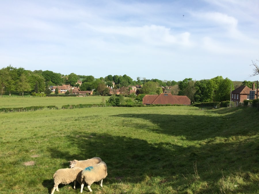view from behind Petham Village Hall: field with sheep